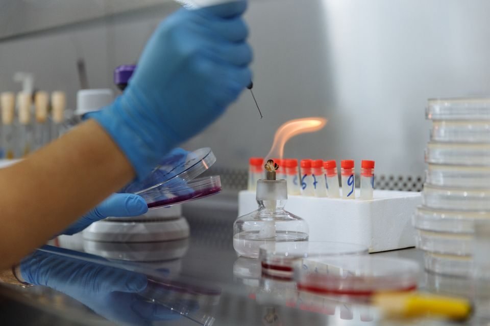 Microbiology laboratory work supporting infectious disease treatment
